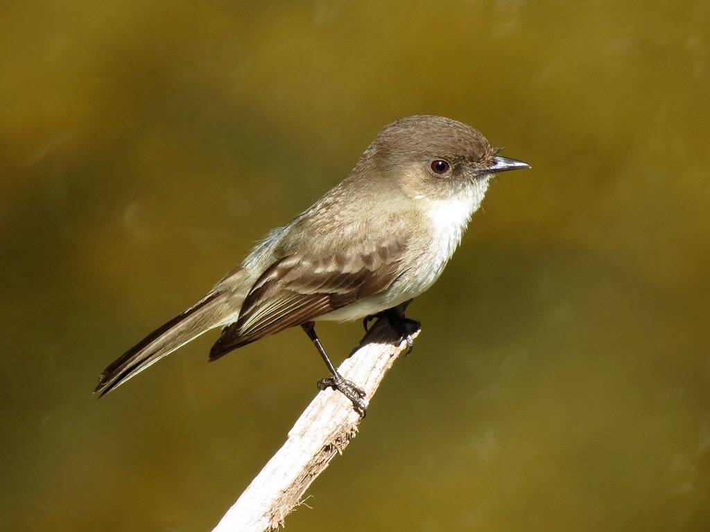 Eastern Phoebe by treegrow is marked with CC BY 2.0.